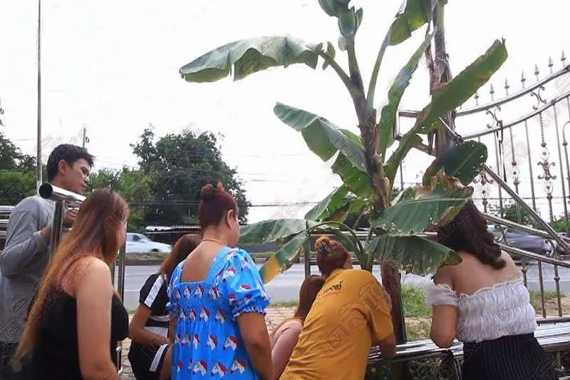 人们涌向“预言”香蕉树，希望能中彩票，以求好运
